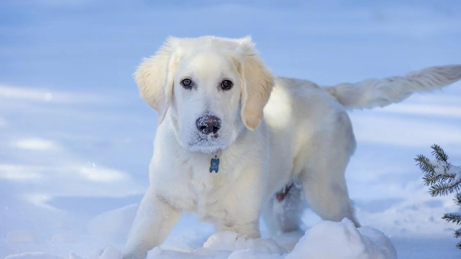 Scarborough, ME Veterinary Jobs Maine Veterinary Medical