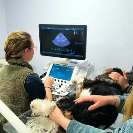 pet receiving ultrasound