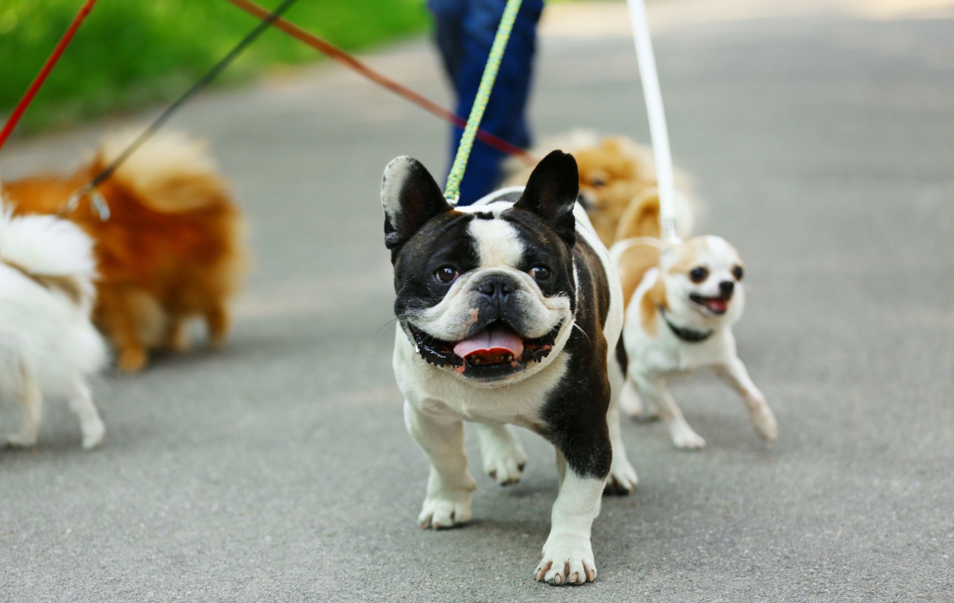 Maine Veterinary Medical Center FAQs