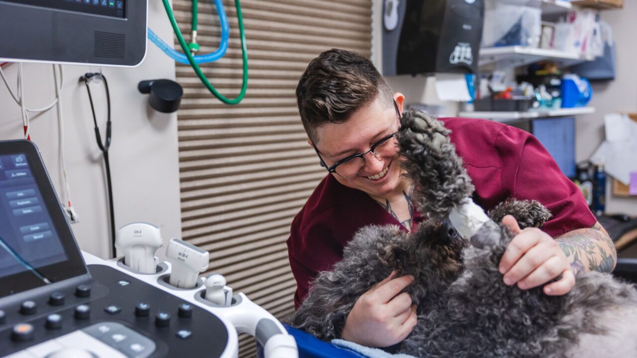 Pet Radiology In Scarborough, ME 04074 Maine Veterinary Medical Center