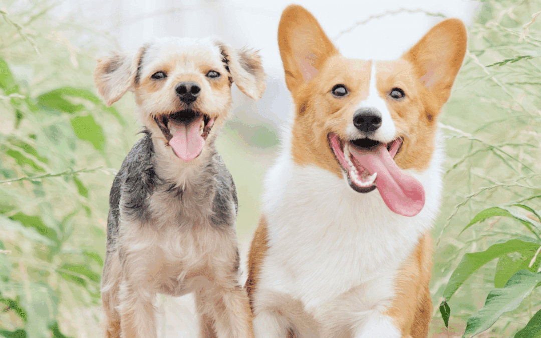 Under the Knife: What Your Pet’s Surgery Really Looks Like (and Why It’s Not One-Size-Fits-All)