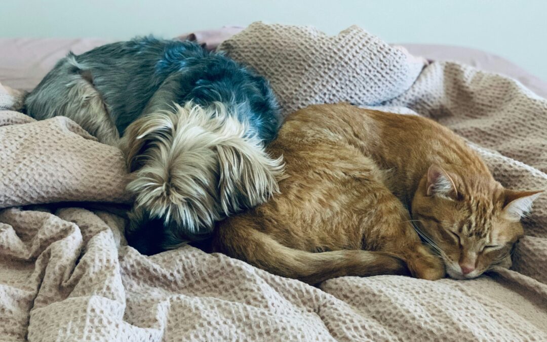 Feline-Induced Corneal Trauma in Puppies: More Than Just a Scratch