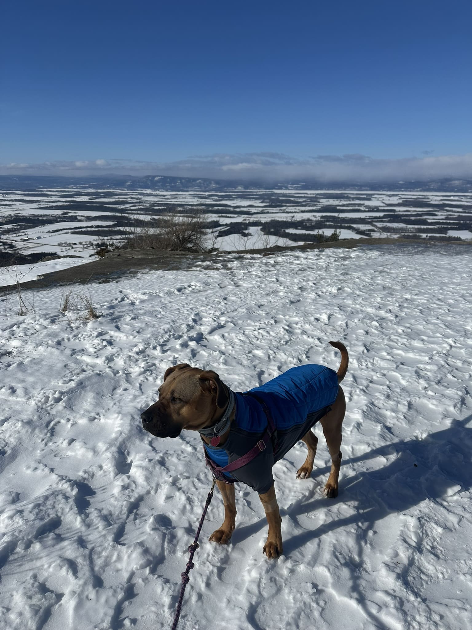 a dog standing on the sand