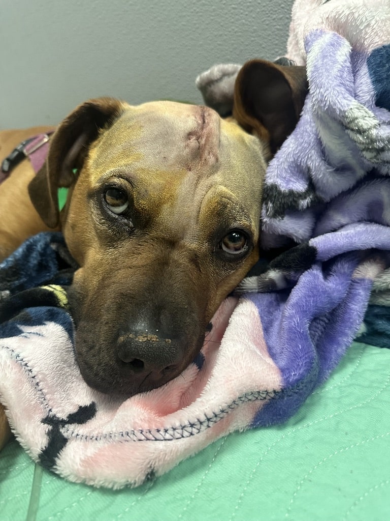 dog partially covered with a blanket