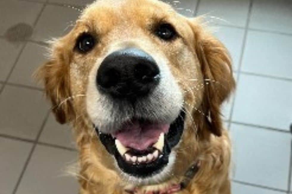 A happy golden retriever dog